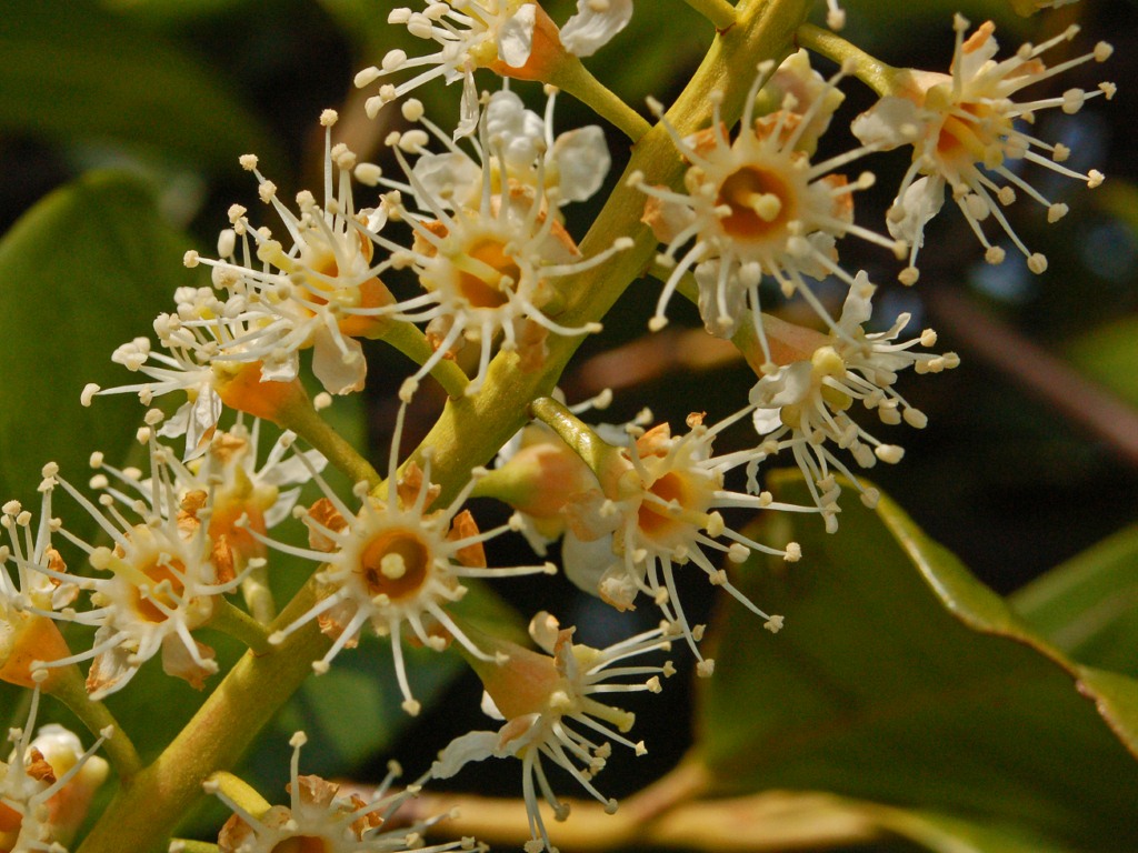 Una vecchia foto - Prunus laurocerasus